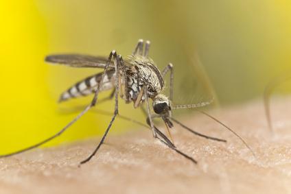 Mosquito Giving Virus
