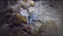 Cozumel Octopus